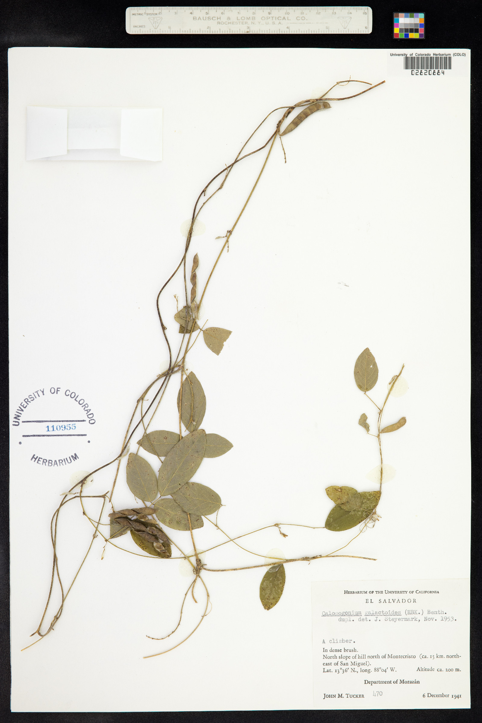 Calopogonium galactioides image