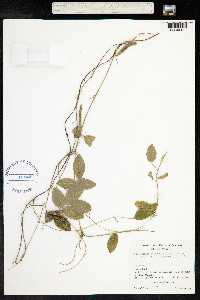 Calopogonium galactioides image