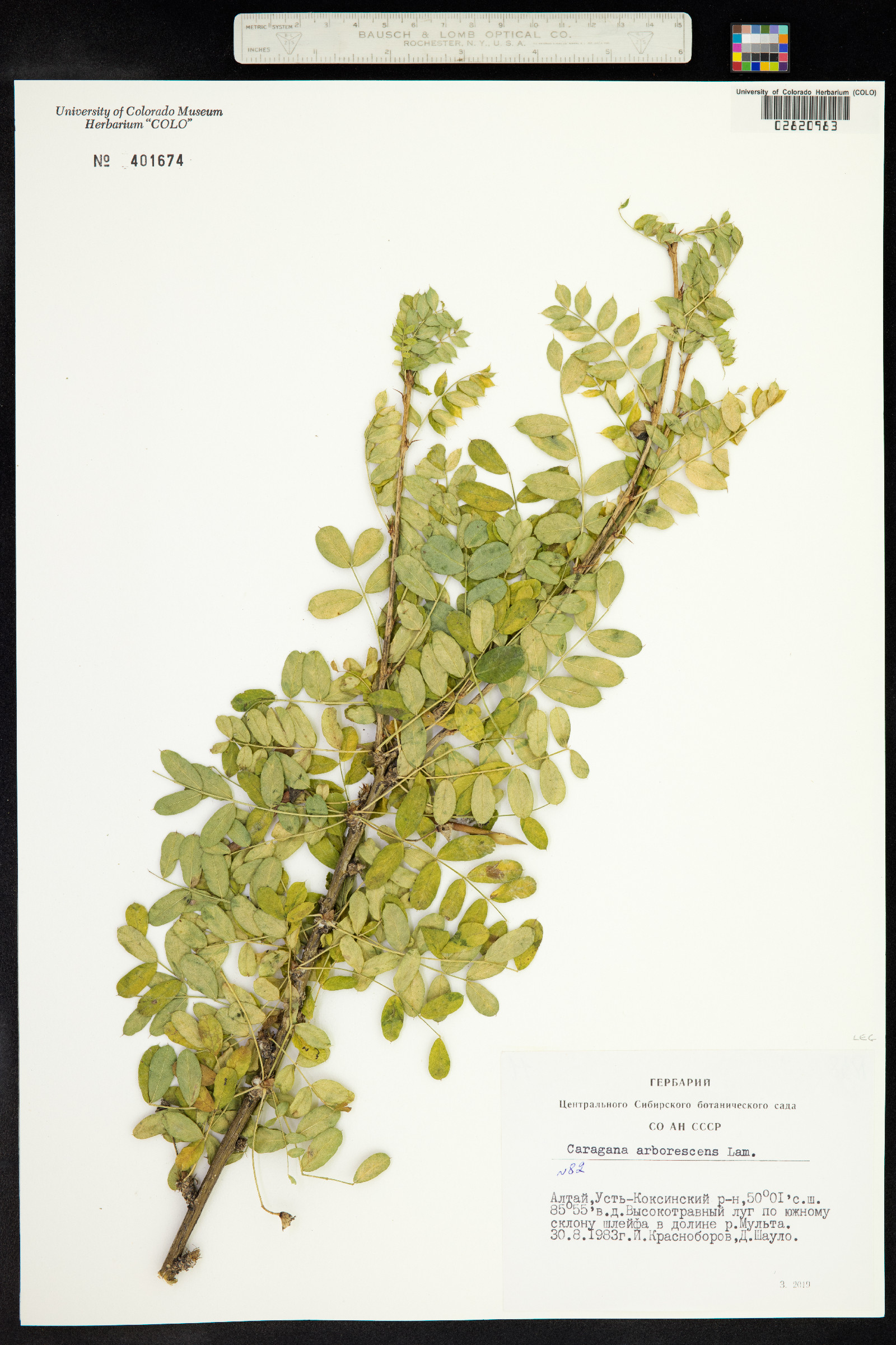 Caragana arborescens image