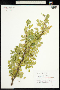 Caragana arborescens image