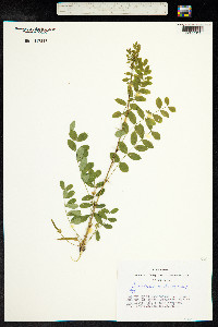 Caragana arborescens image