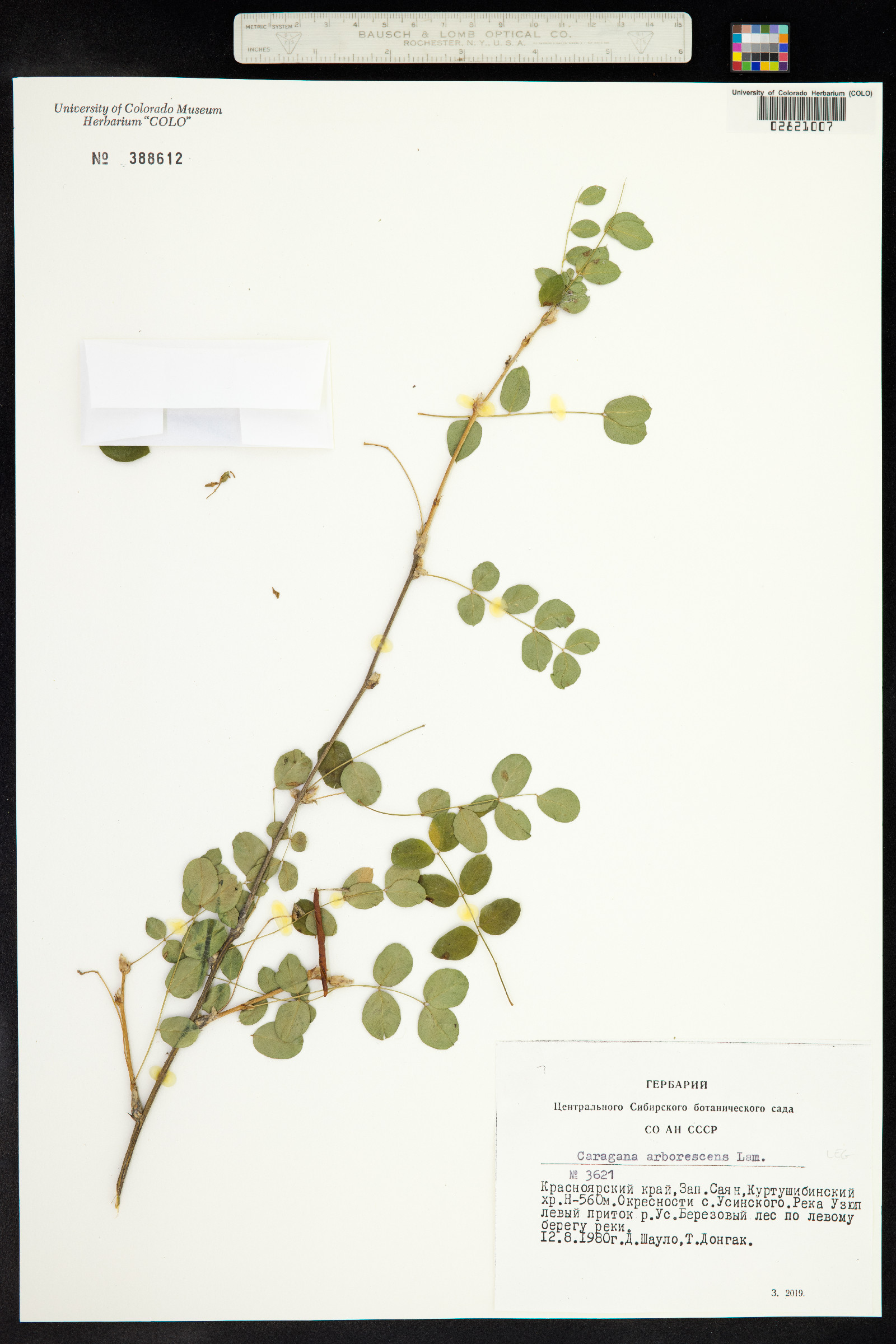 Caragana arborescens image