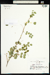 Caragana arborescens image