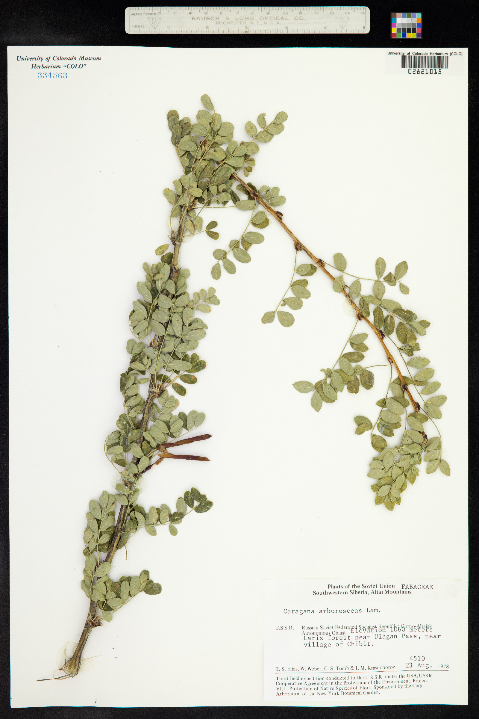 Caragana arborescens image