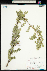 Caragana arborescens image