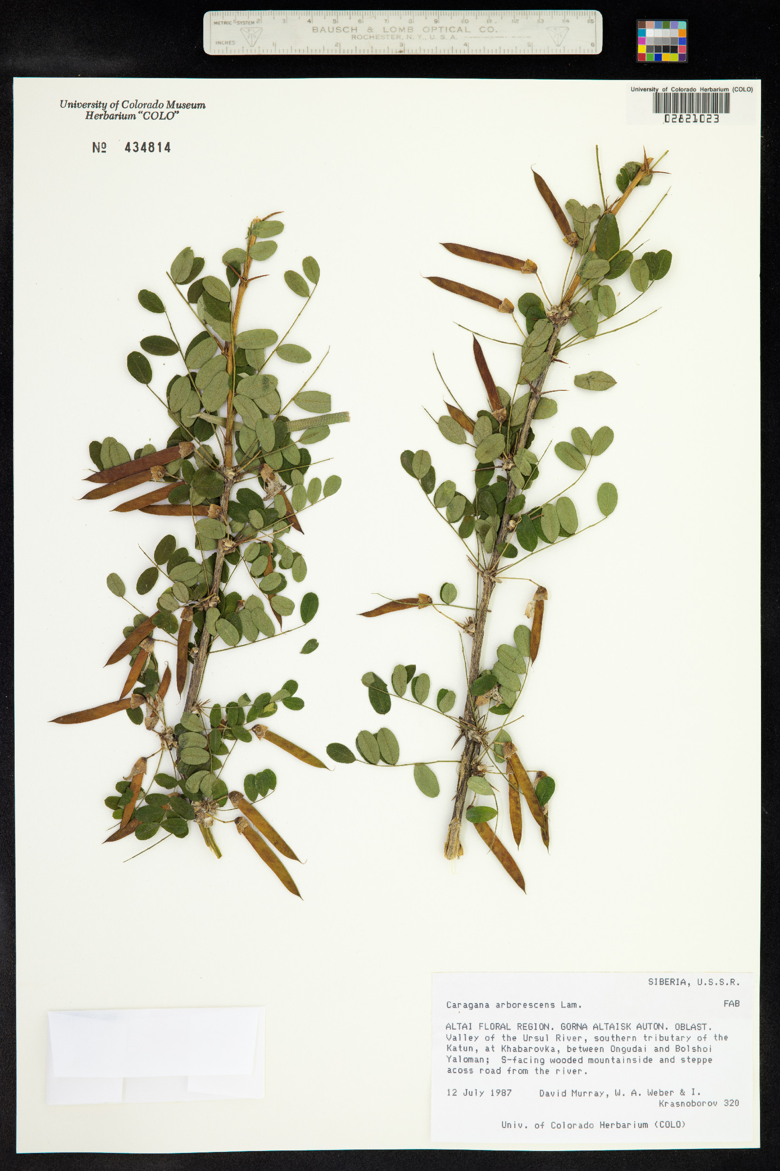 Caragana arborescens image