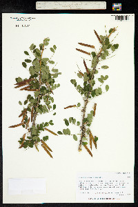 Caragana arborescens image