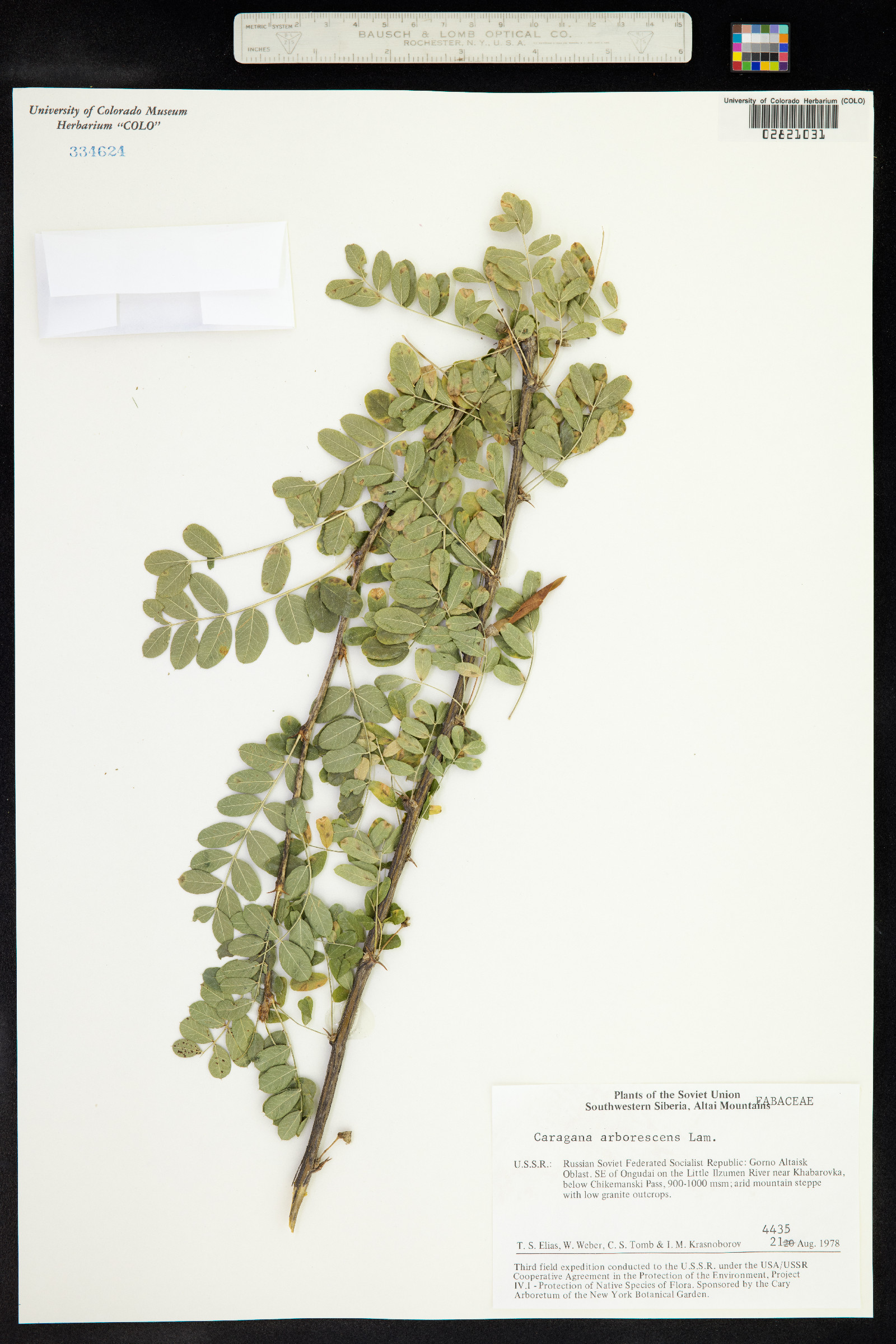 Caragana arborescens image