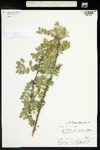 Caragana arborescens image