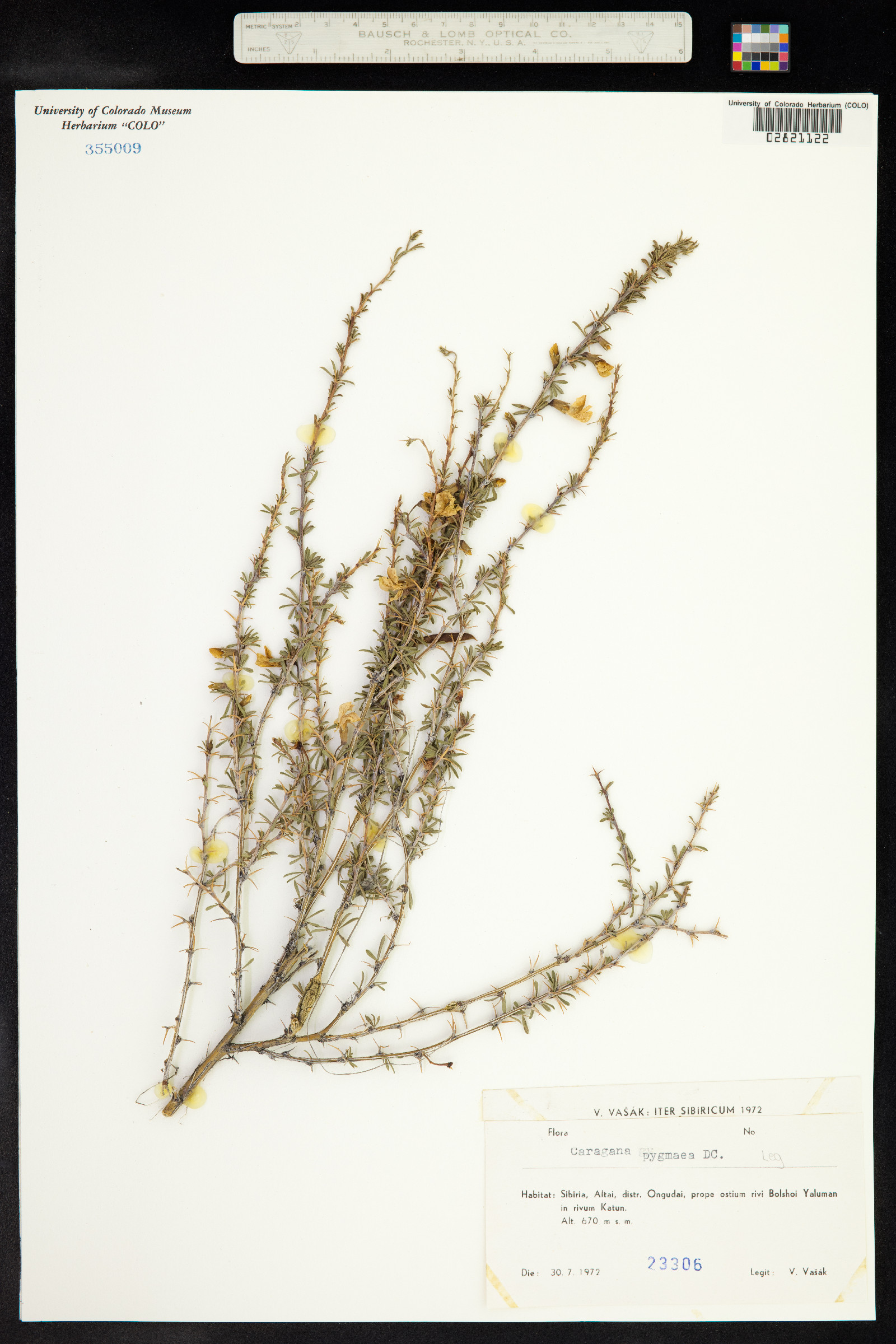 Caragana pygmaea image