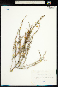 Caragana pygmaea image