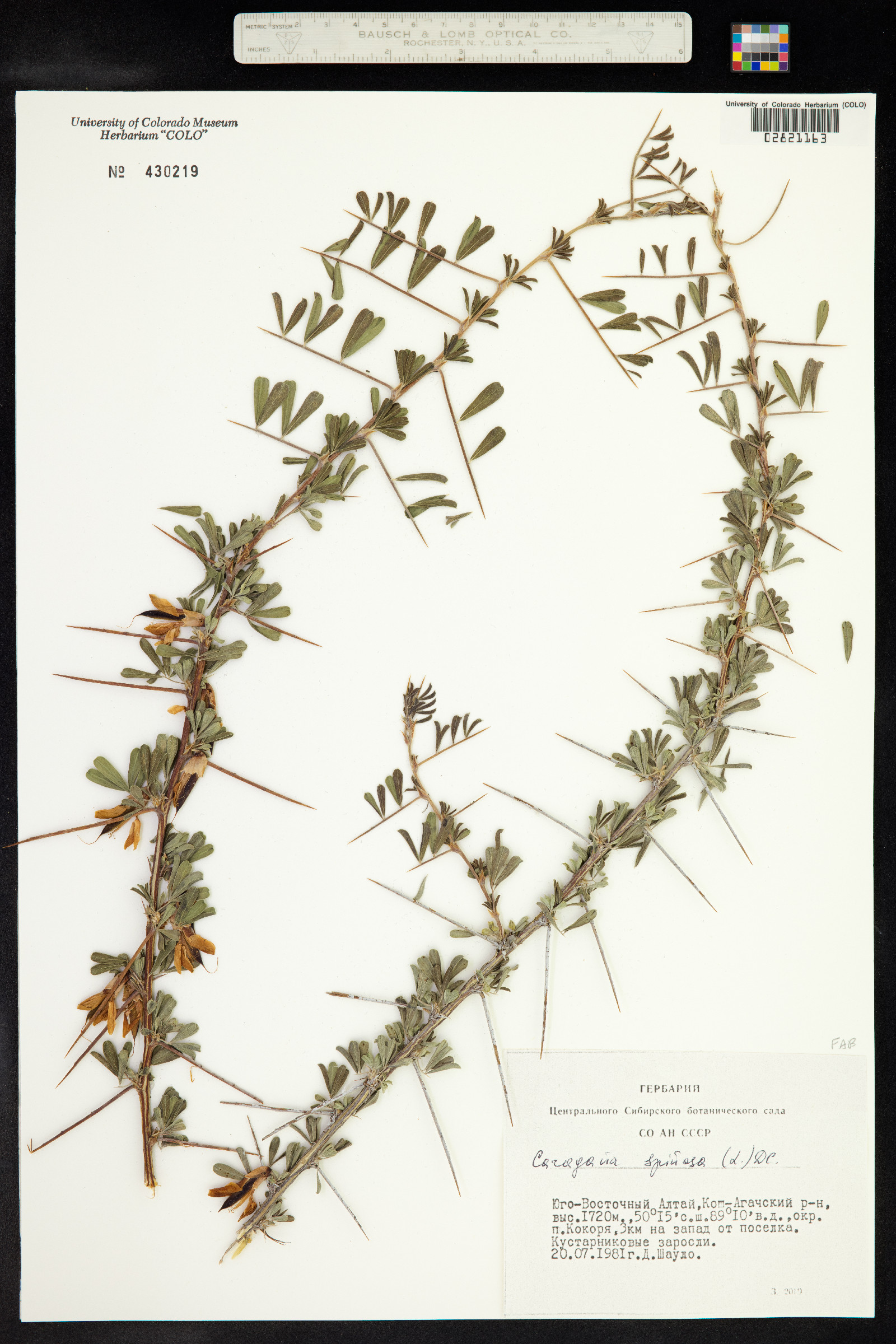 Caragana spinosa image