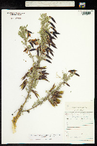 Caragana microphylla image