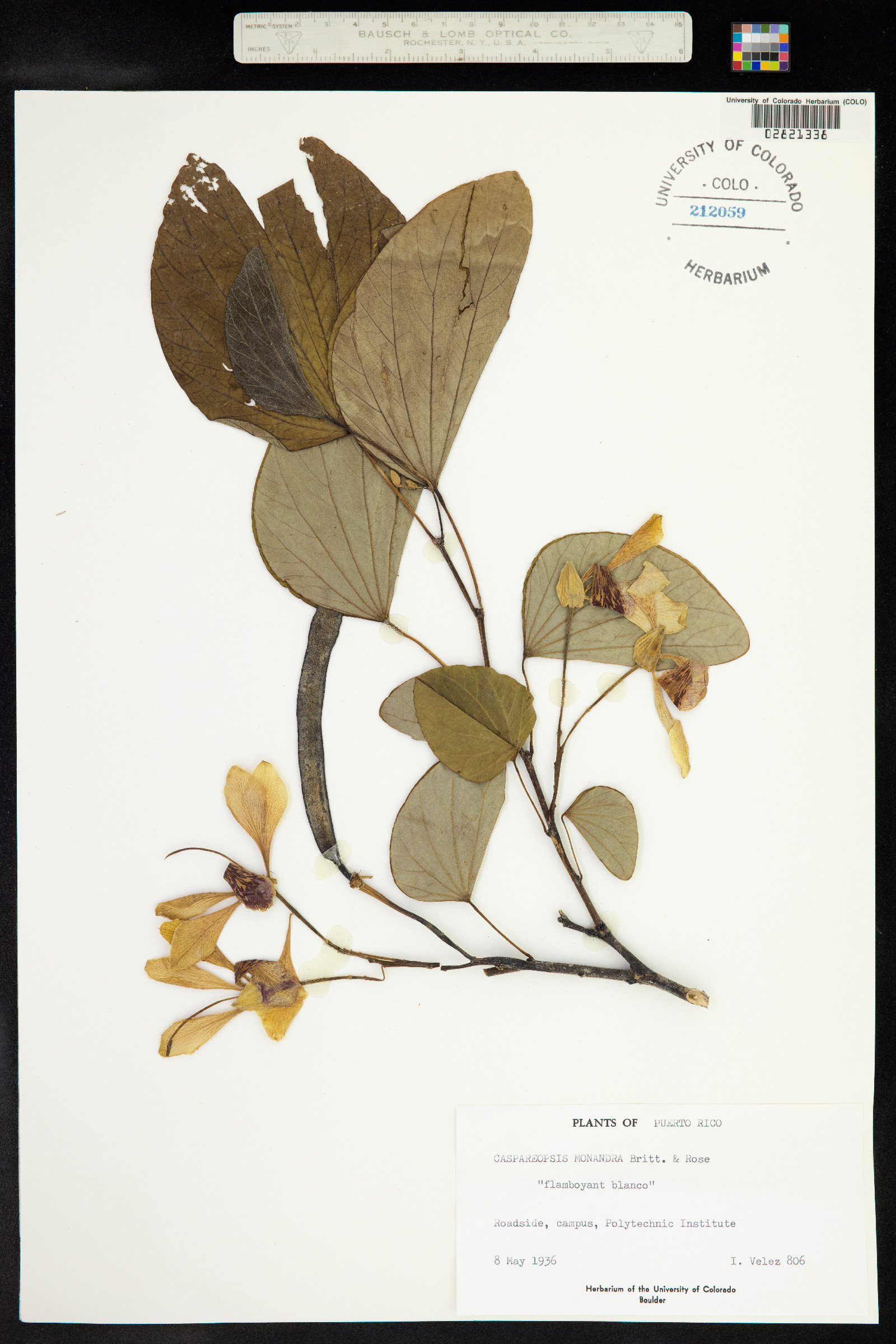 Bauhinia image