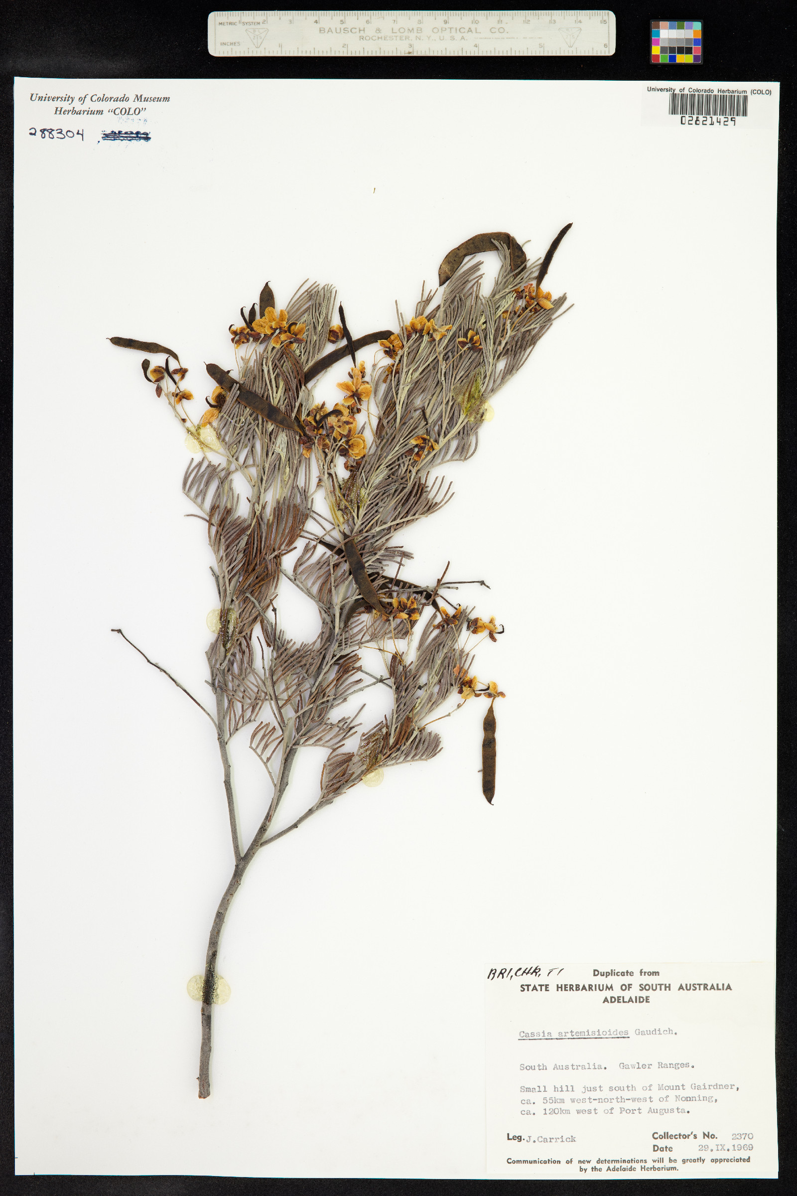 Senna artemisioides image