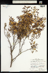 Senna artemisioides image