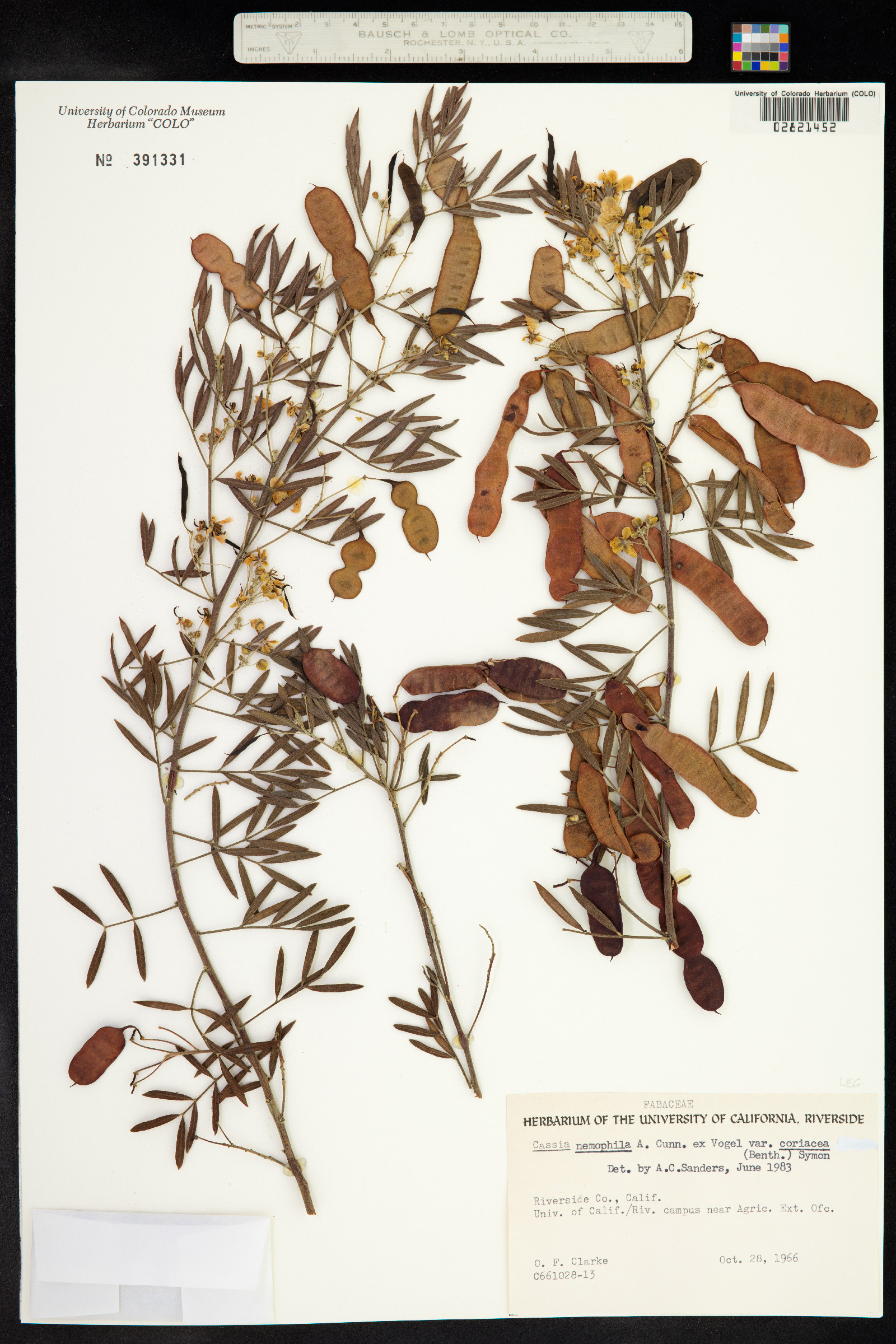 Senna artemisioides image