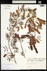 Senna artemisioides image