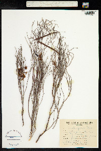 Cassia aphylla image