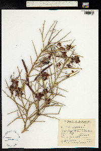 Cassia aphylla image