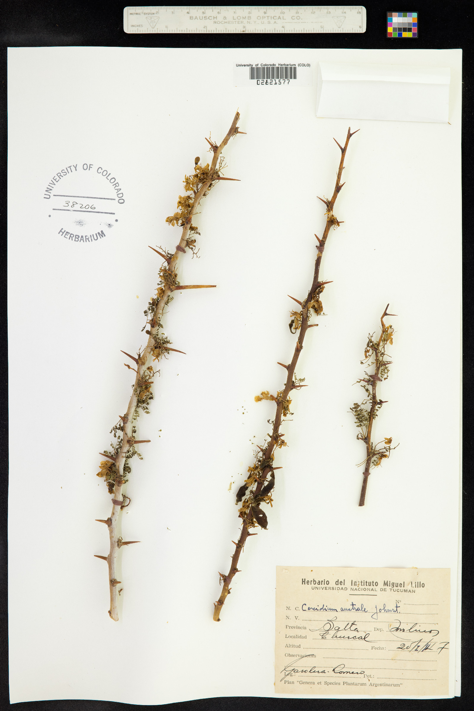 Cercidium australe image