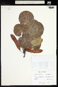 Cercis siliquastrum image