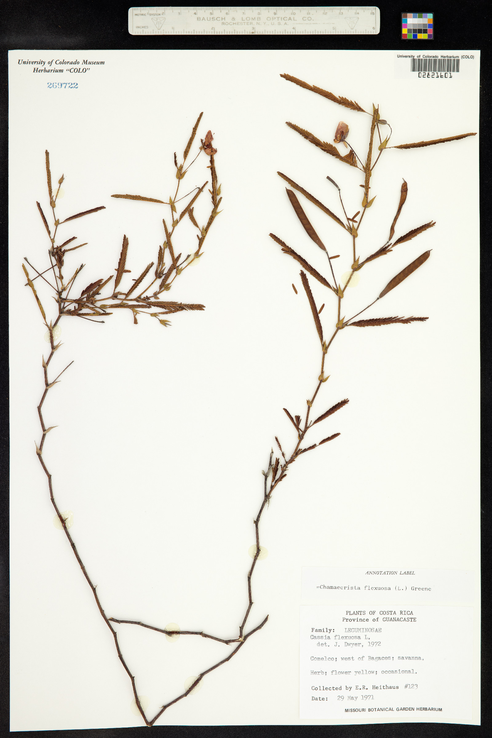 Chamaecrista flexuosa image