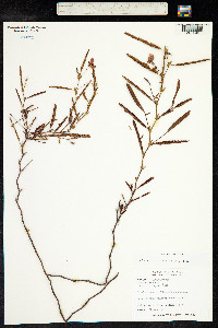 Chamaecrista flexuosa image