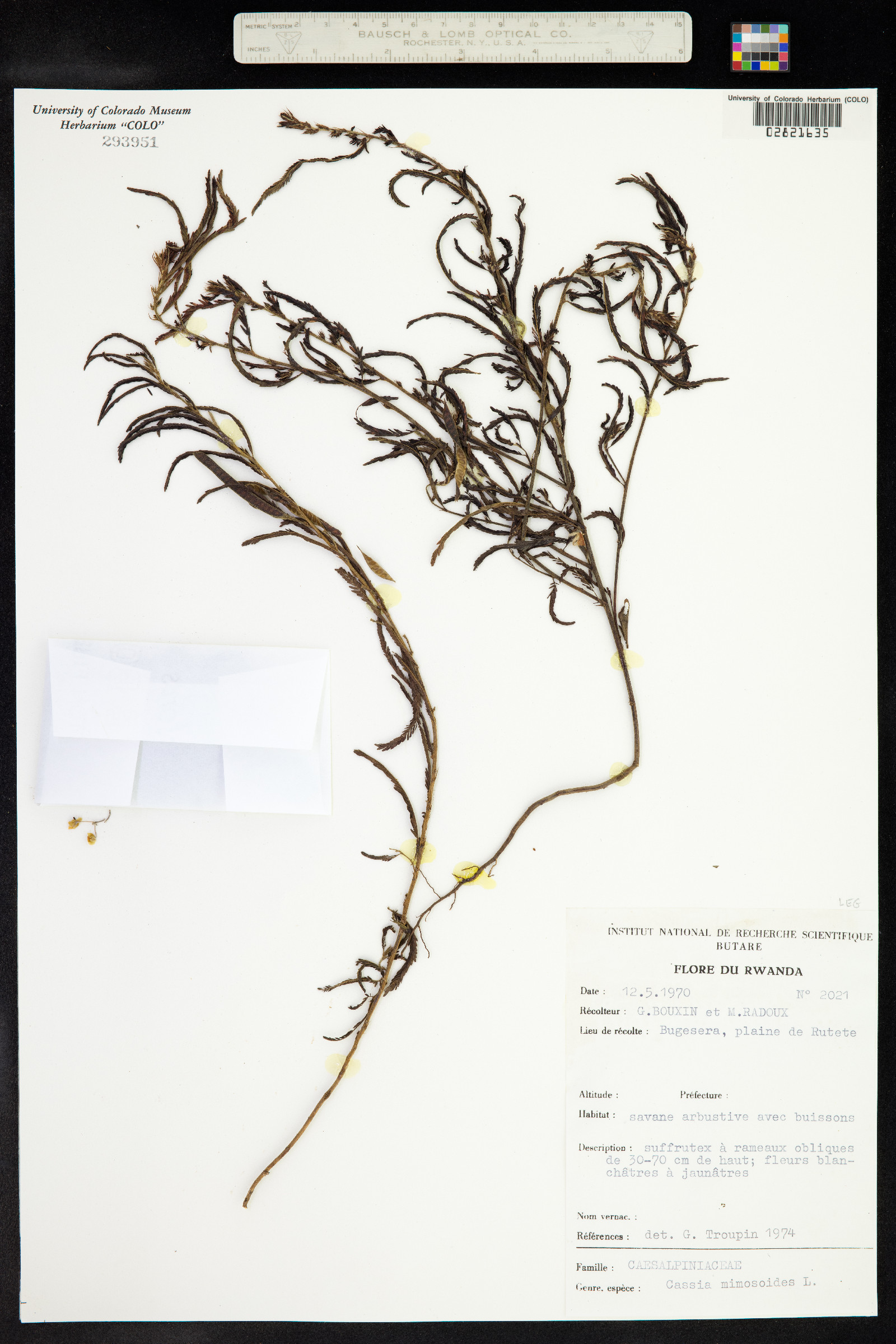 Chamaecrista mimosoides image