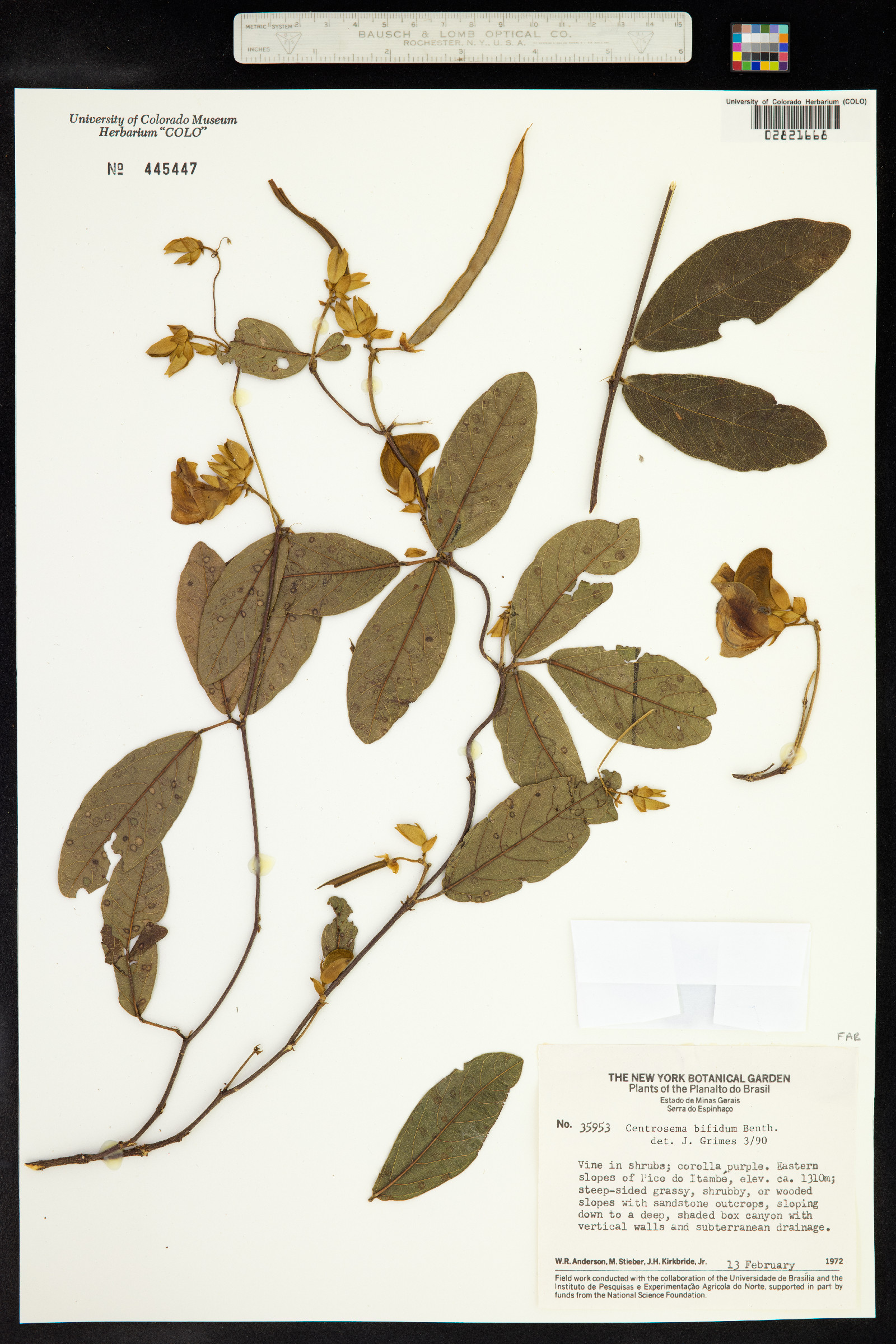 Centrosema bifidum image