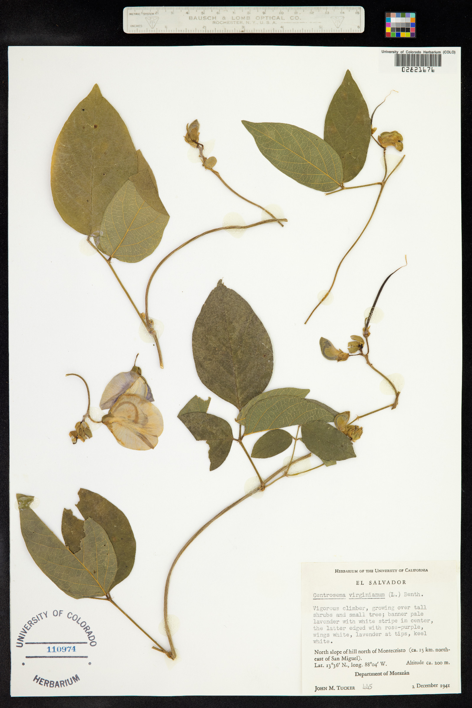 Centrosema virginianum image