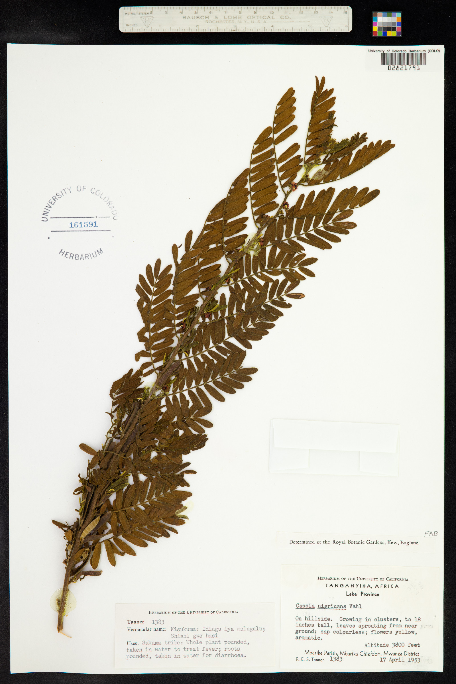 Chamaecrista nigricans image