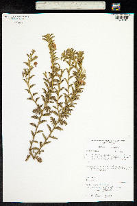 Image of Cassia falcinella