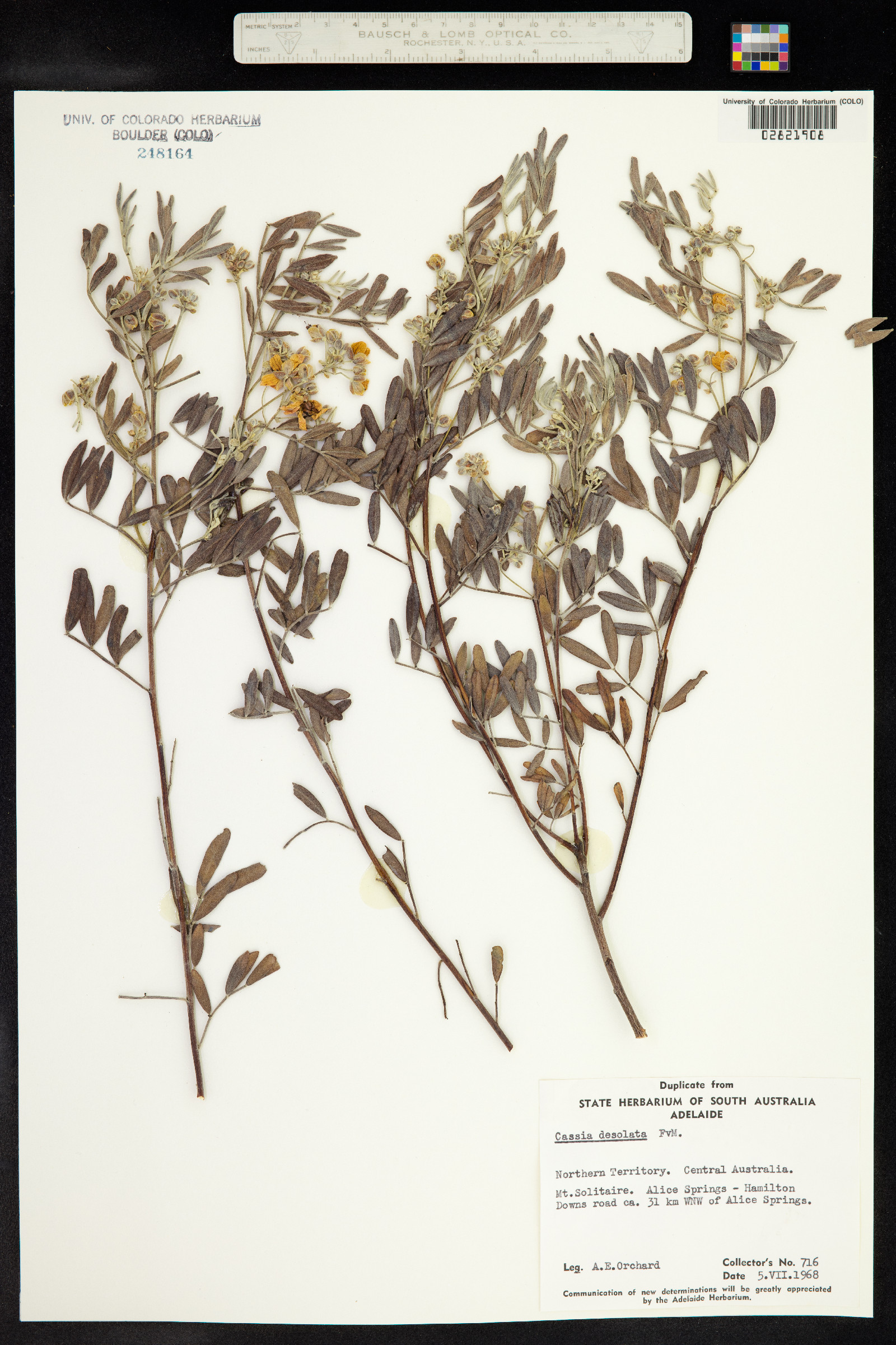 Senna artemisioides image