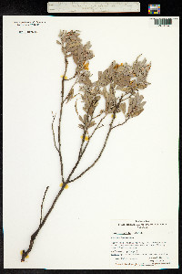 Senna artemisioides image