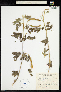 Cassia tomentosa image