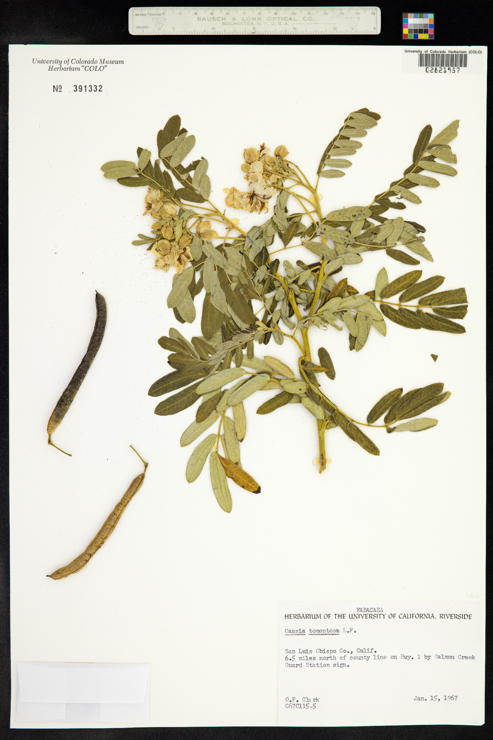 Cassia tomentosa image