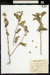 Cassia tomentosa image