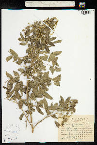 Cassia tomentosa image