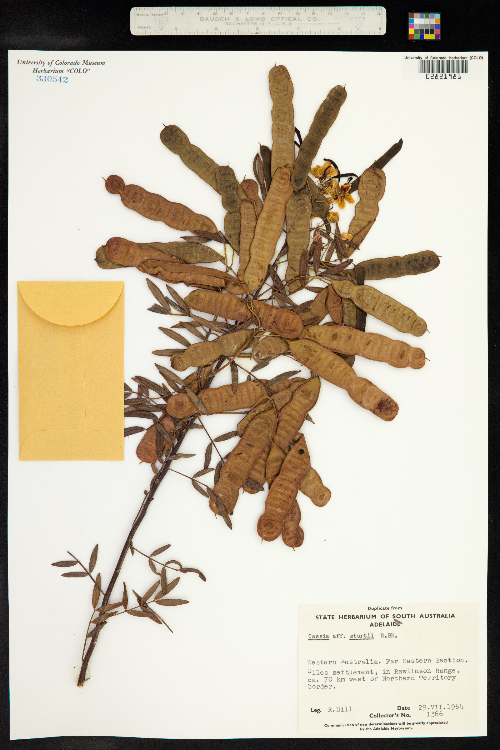 Cassia sturtii image