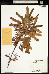 Cassia sturtii image