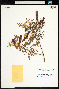 Cassia sturtii image