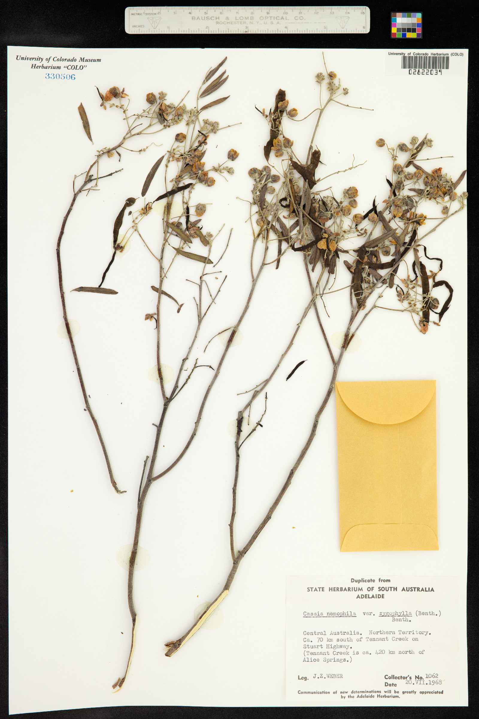 Senna artemisioides image