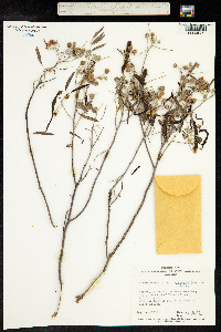 Senna artemisioides image