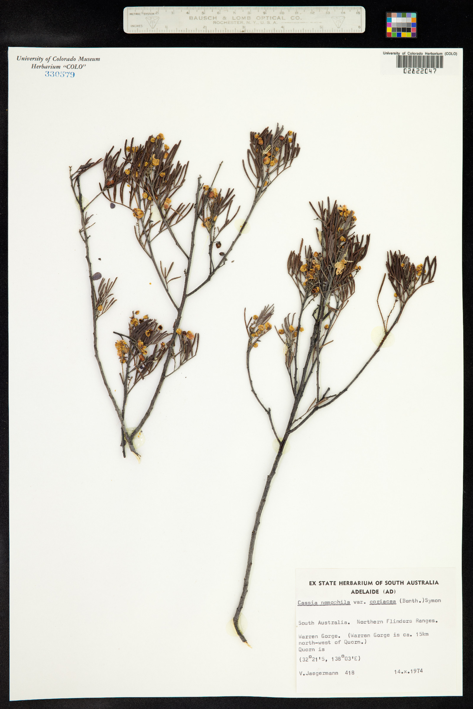Senna artemisioides subsp. filifolia image