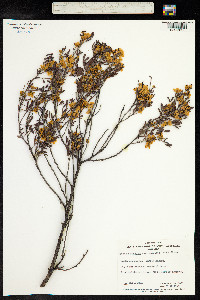 Senna artemisioides image