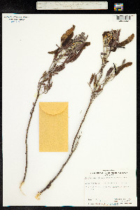 Senna artemisioides image