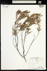 Senna artemisioides image