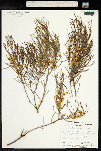 Senna artemisioides image