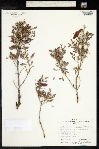 Senna artemisioides image